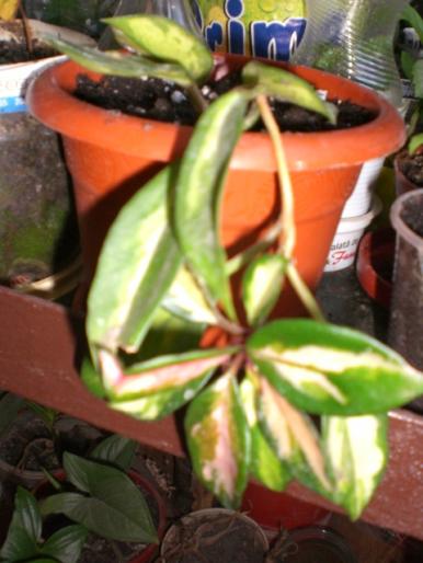 aug 2008 032