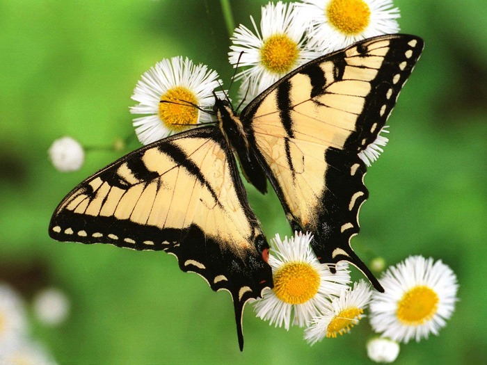 Butterfly_-_Tiger_Swallowtail - alege cea mai frumy poza