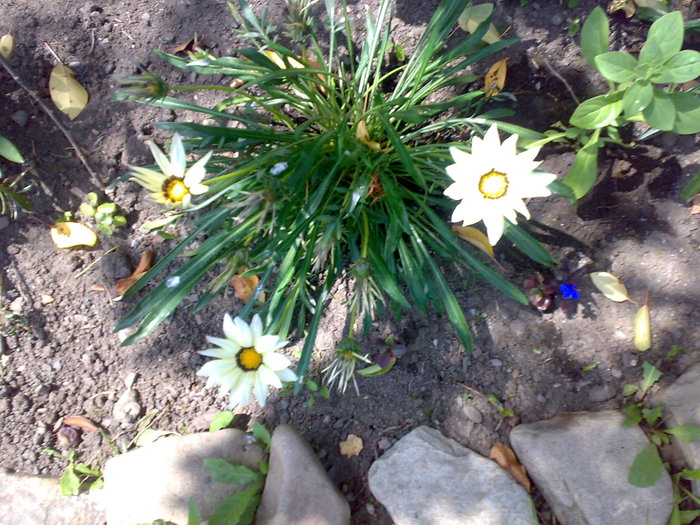 gazania alba - Florile din gradina mea - 2009