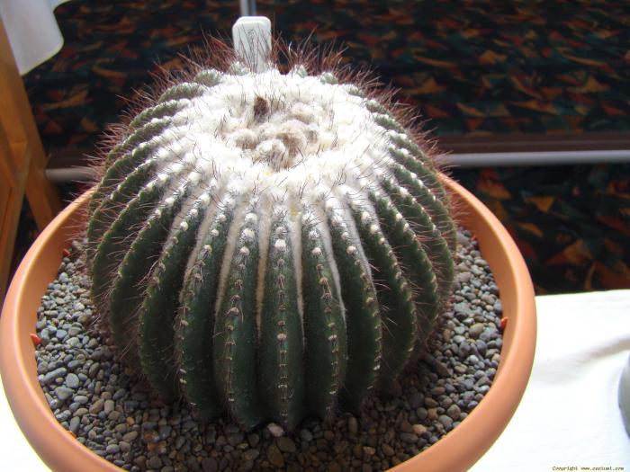 parodia_nigrispina_notocactus_nigrispinus_1 - Cactusi care m-au impresionat prin frumusete