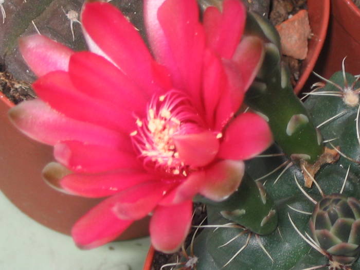 Gymnocalycium baldianum - Mai 2009