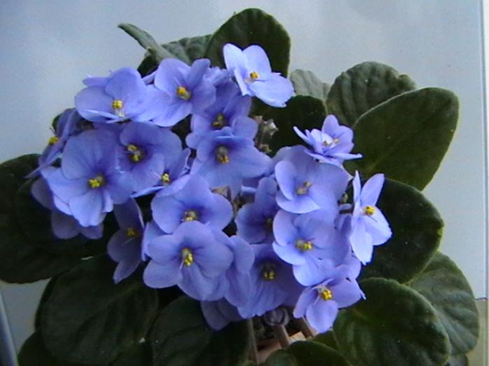 26.11 - violete 2009