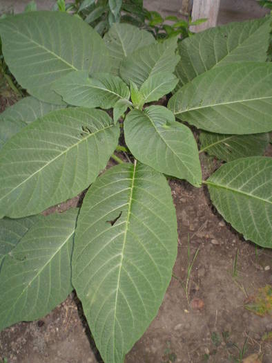 brugmansia oranj(Fleur) - flori de gradina 2009
