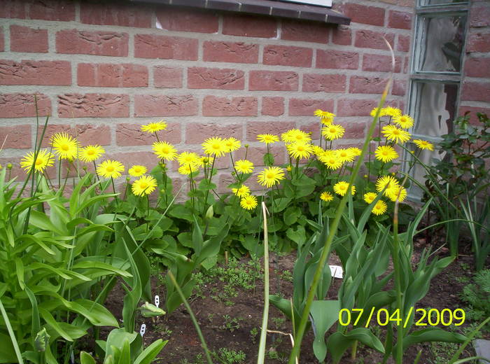 Doronicum-iarba ciutei 7 apr 2009 - plante diverse