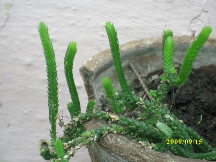 DSCI1216 - plante suculente-cactusi