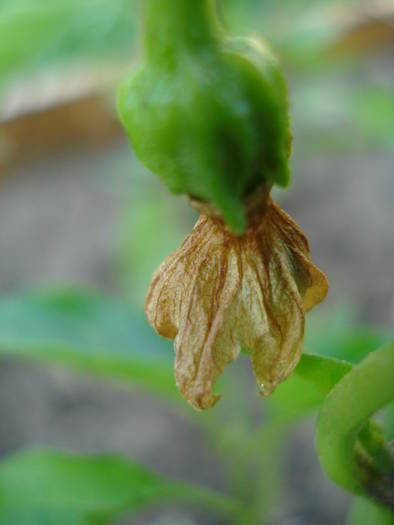 Bulgarian Carrot Pepper (2009, June 18)