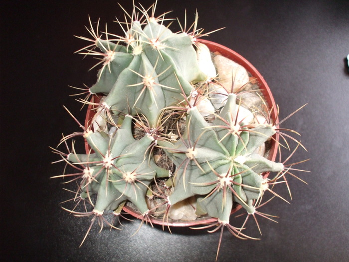 DSCF0263 - cactusii mei