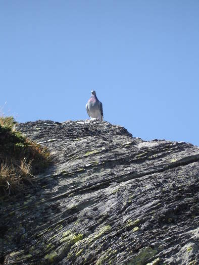 in muntii fagarasi; Acest porumbel l-am vazut la 2400 m inaltime tot in muntii fagarasi deasupra lacului Avrig in octomb
