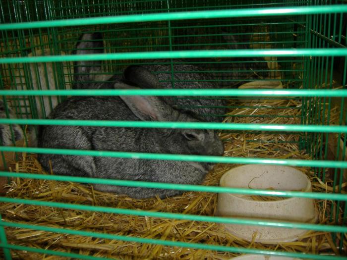 Nitra 06.12.2008 052