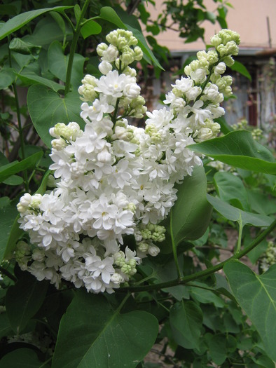 liliac alb - flori din gradina 2009