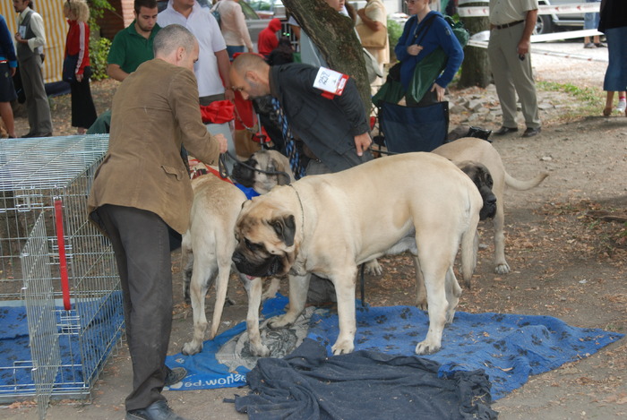 DSC_0079 - Concurs international de frumustete canina 2009 TgMures