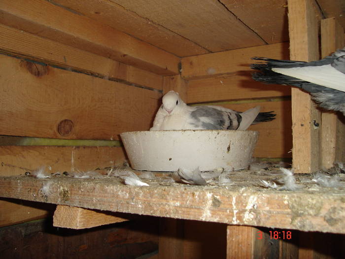 75 - C Porumbei Blueti si Satineti Vechi