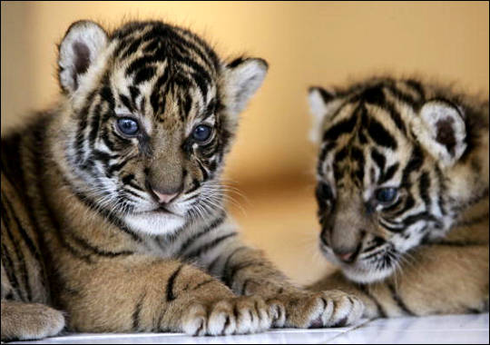 tiger - Tigers