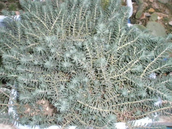 Sempervivum rupestre var. glaucum - plante de exterior - iarna 2008 - 2009