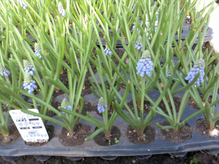 Muscari la fortat - perene