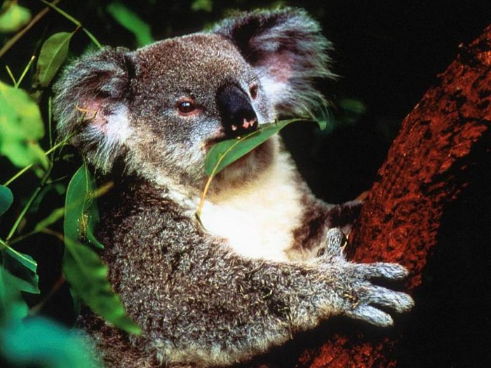 webshots1004 - Animale