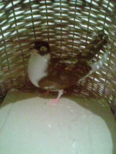 mascul galatean - porumbei 2008