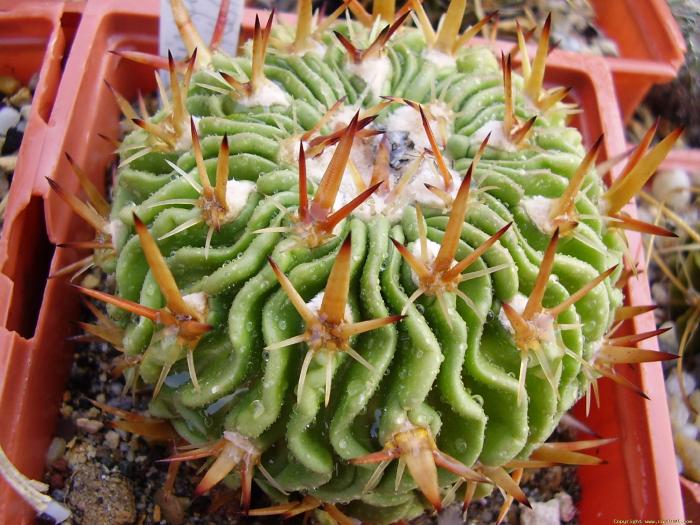stenocactus_kellerianus