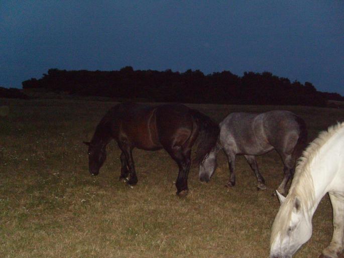 Iepe - CAI RASA PERCHERON