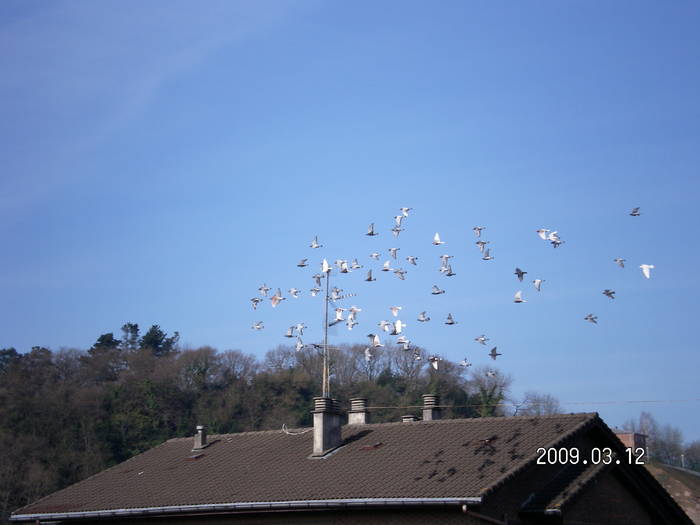 50 - porumbei Mihai si Gigi