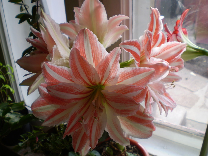 Double Record- a doua tija cu 4 cupe