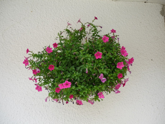 P1000251 - plante flori 2009