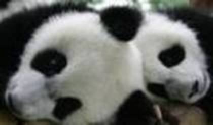 fgd - ursuleti panda