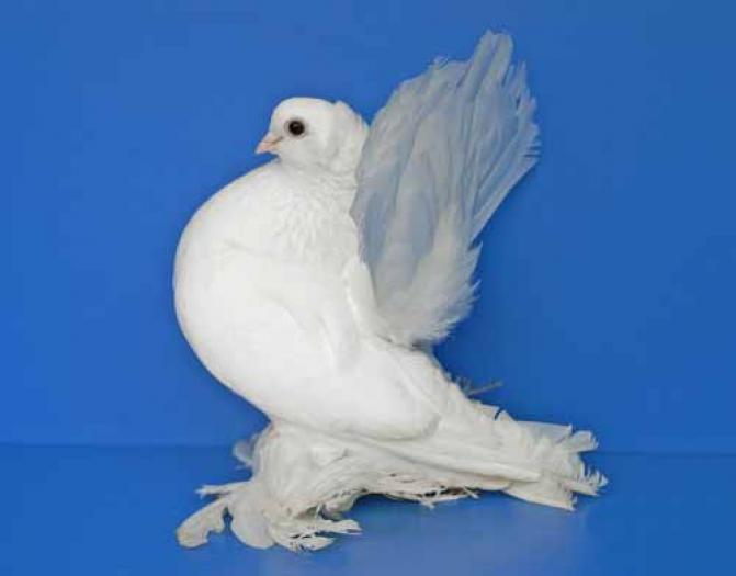 positurtuemmler_sibirische_weiss_04