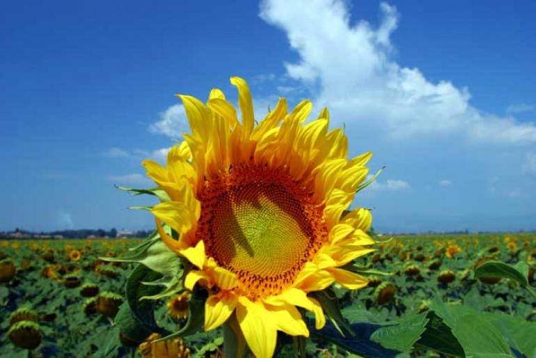 Floarea Soarelui, Judetul Tulcea - 2004 ROMANIA