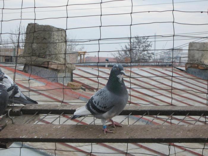 crescatorie 062 - PORUMBEI 2008