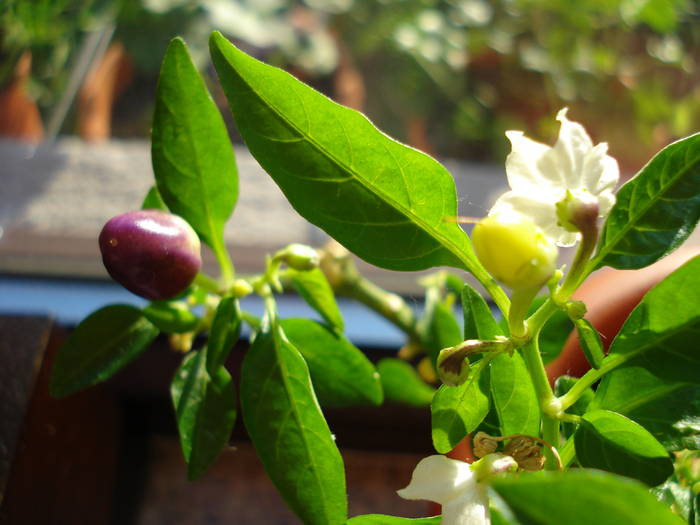 Brazilian Rainbow Pepper (2009, May 08) - Brazilian Rainbow Pepper