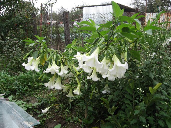 datura alba - flori