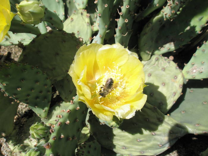 Opuntia - floare cu albina - Opuntia