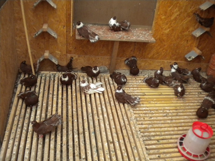 Picture 133 - Raicu 1