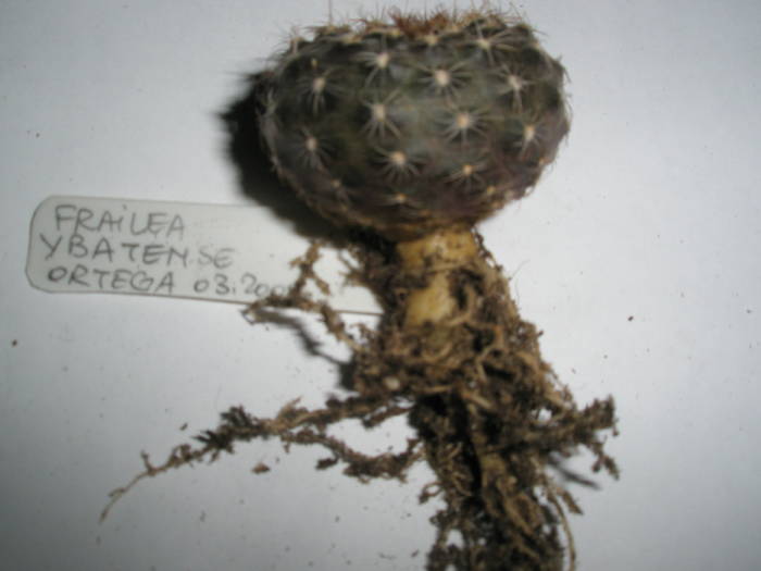 Frailea ybatense