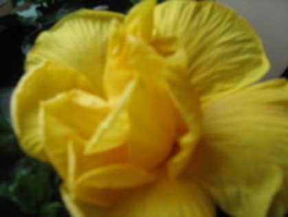 Hibi galben - Hibiscus galben