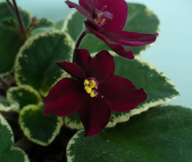 P1120735 - Saintpaulia - violete de camera