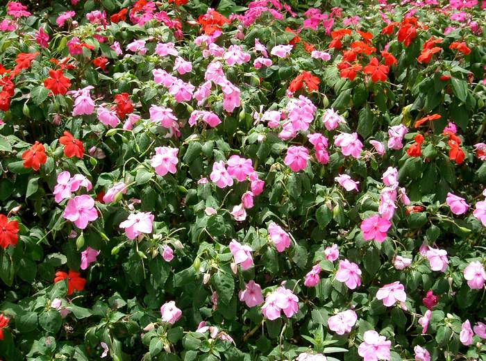 Impatiens