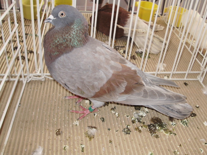 ciung pl 7 - 1510 rz