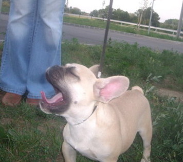 Buldog Francez; Szanto 6 luni
