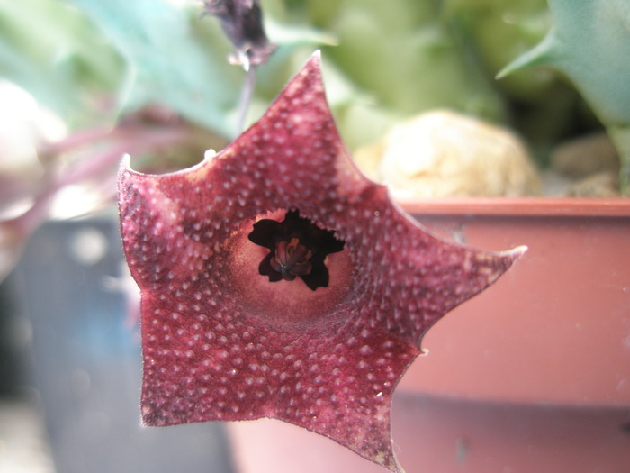 Huernia macrocarpa - floare 12.08 - Huernia macrocarpa