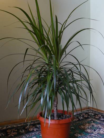 dracaena - poze 2009