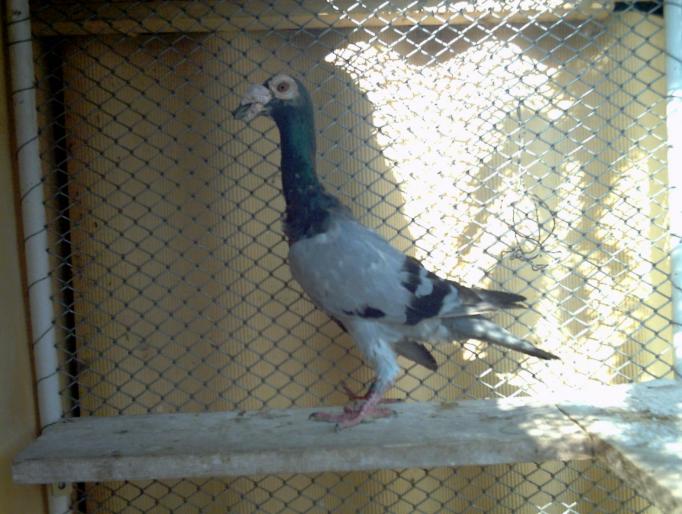 20 - porumbei carieri - 2007