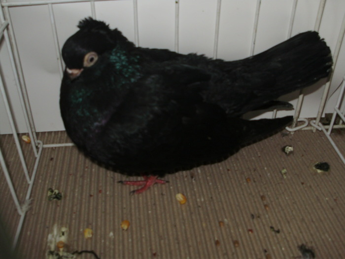 braila 3 - 1509 rom juc 1