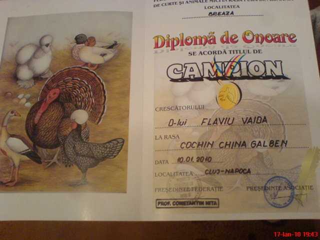 campion judetean-cochinchina urias galben - REZULTATE DIPLOME STATUETE MEDALII 2010