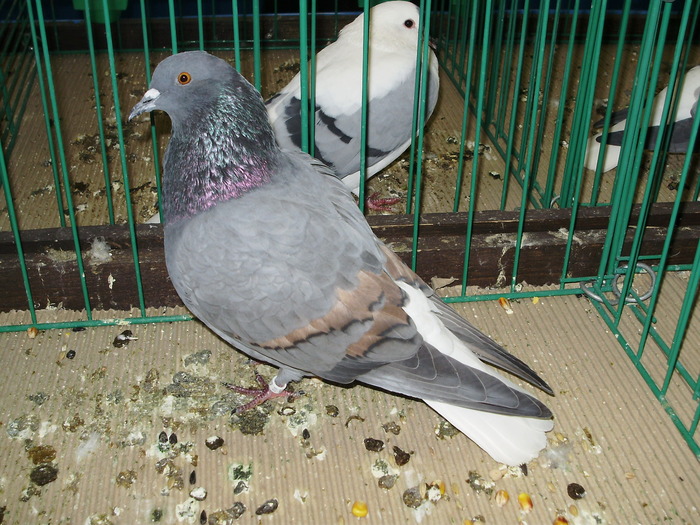 9499 ca 1 - 1507 partea 4