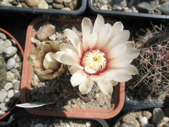 Gymno de la Gino - floare 11.06