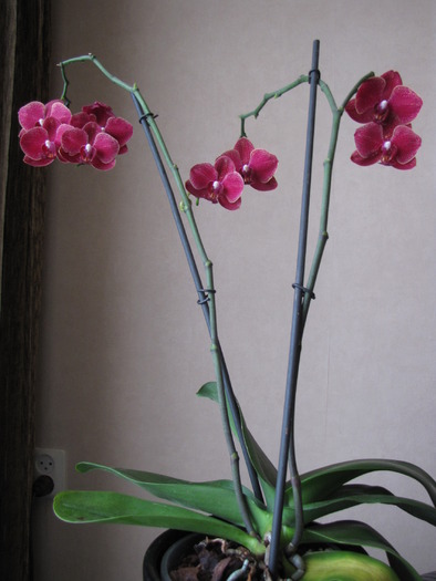 Orhidee 16 dec 2009 (1)