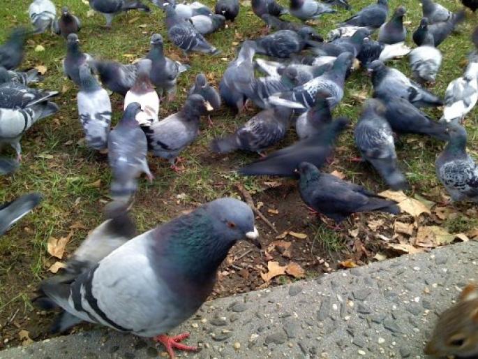 IMG_0128 - Stop sacrificarea lasati porumbei sa zboare--Stop the slaughter let to fly pigeons