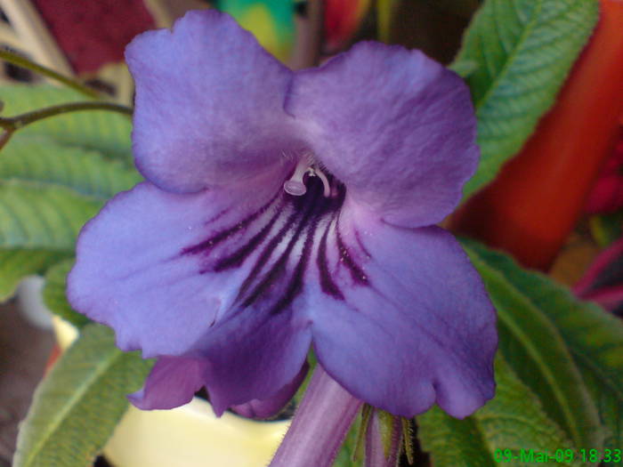 Sterptocarpus